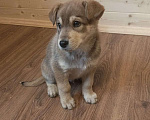 Собаки в Реутове: Умный щенок Флэш в дар Мальчик, 50 руб. - фото 2