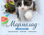 Кошки в Москве: Мармеладу нужен дом Мальчик, Бесплатно - фото 3