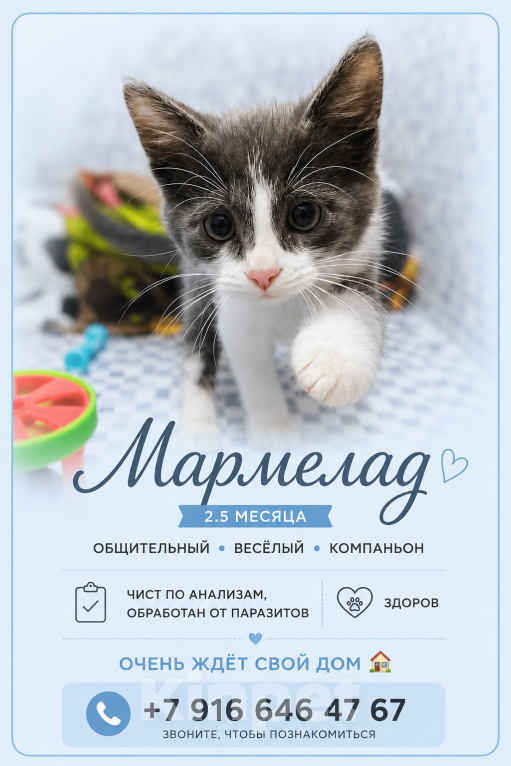 Кошки в Москве: Мармеладу нужен дом Мальчик, Бесплатно - фото 3