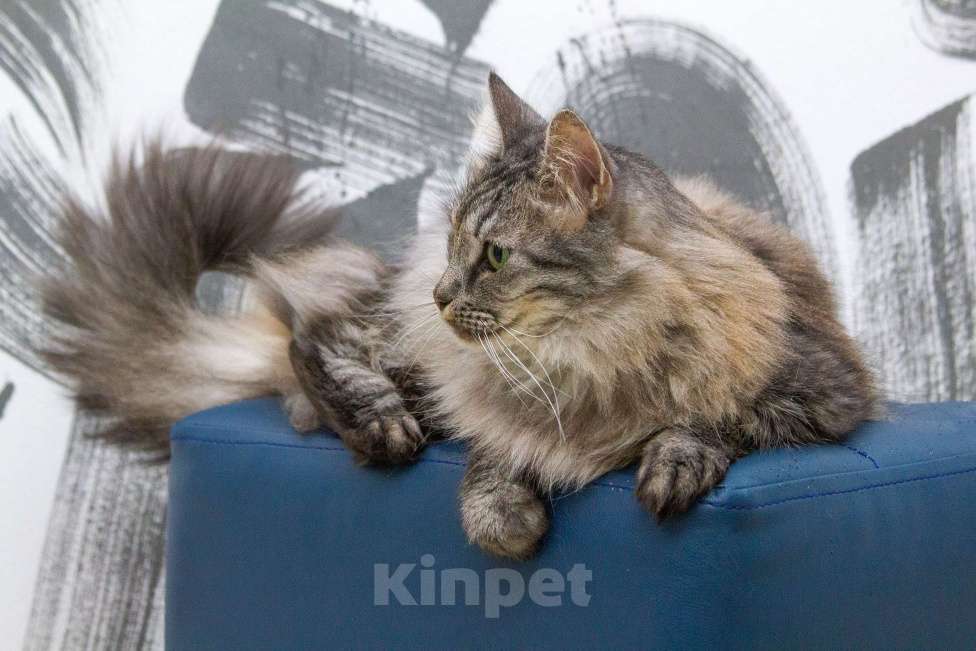 Кошки в Москве: Ищут свою семью два "пушистых облака", братик и сестренка, Тиль и Шарлотта нуждаются в доме!  Мальчик, Бесплатно - фото 2