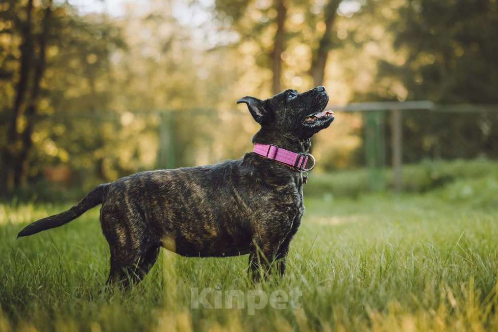 Собаки в Москве: Мудрая Миранда ищет дом Девочка, 1 руб. - фото 3