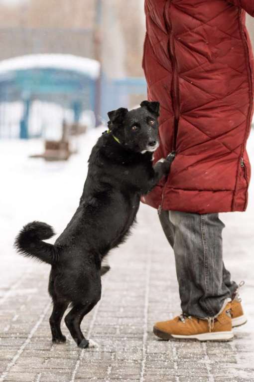 Собаки в Москве: В хорошие руки отдадим симпатягу парня по имени Шнырек! Мальчик, Бесплатно - фото 6