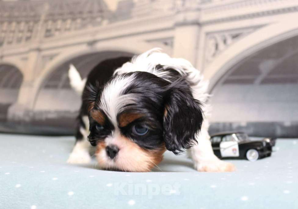 Собаки в Москве: Кавалер кинг чарльз спаниель триколор и бленхейм Мальчик, 80 000 руб. - фото 2