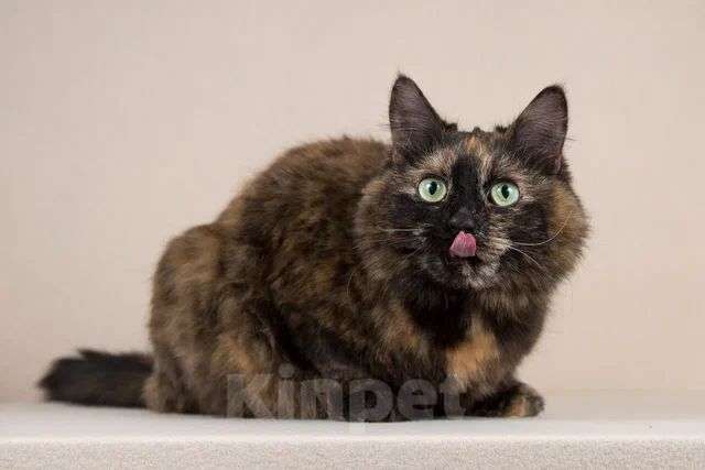 Кошки в Мытищах: Кошка красотка Флекса в добрые руки  Девочка, Бесплатно - фото 3