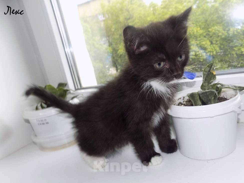 Кошки в Москве: Сибирский котенок Мальчик, 10 000 руб. - фото 5