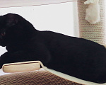 Кошки в Подольске: Британская короткошерстная кошечка Девочка, 40 000 руб. - фото 6