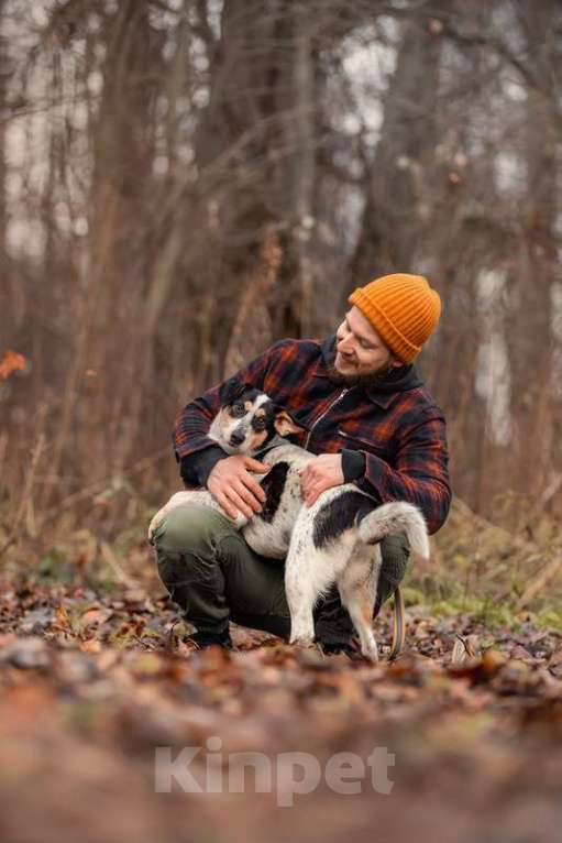 Собаки в Москве: Идеальная небольшая собачка Линда в добрые руки Девочка, 1 руб. - фото 2