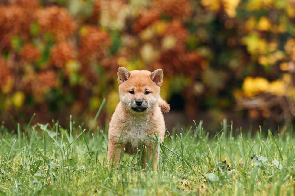 Собаки в Москве: Щенок девочка Сиба-ину ласковая и нежная Девочка, 65 000 руб. - фото 7