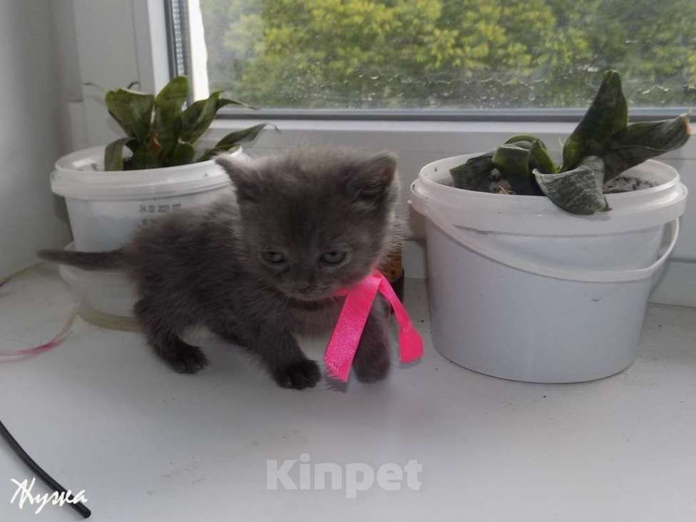 Кошки в Москве: Котята породы Шартрез Девочка, 10 000 руб. - фото 3