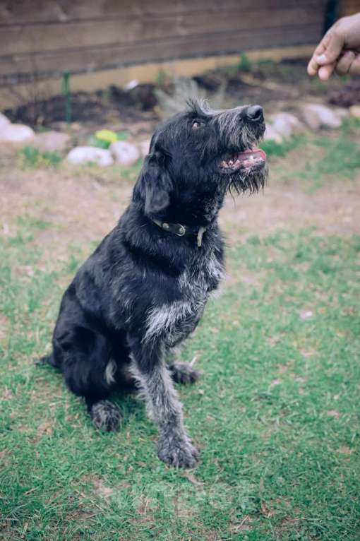 Собаки в Москве: Компанейский  Дратхаар -трехлапик в добрые руки Мальчик, Бесплатно - фото 7