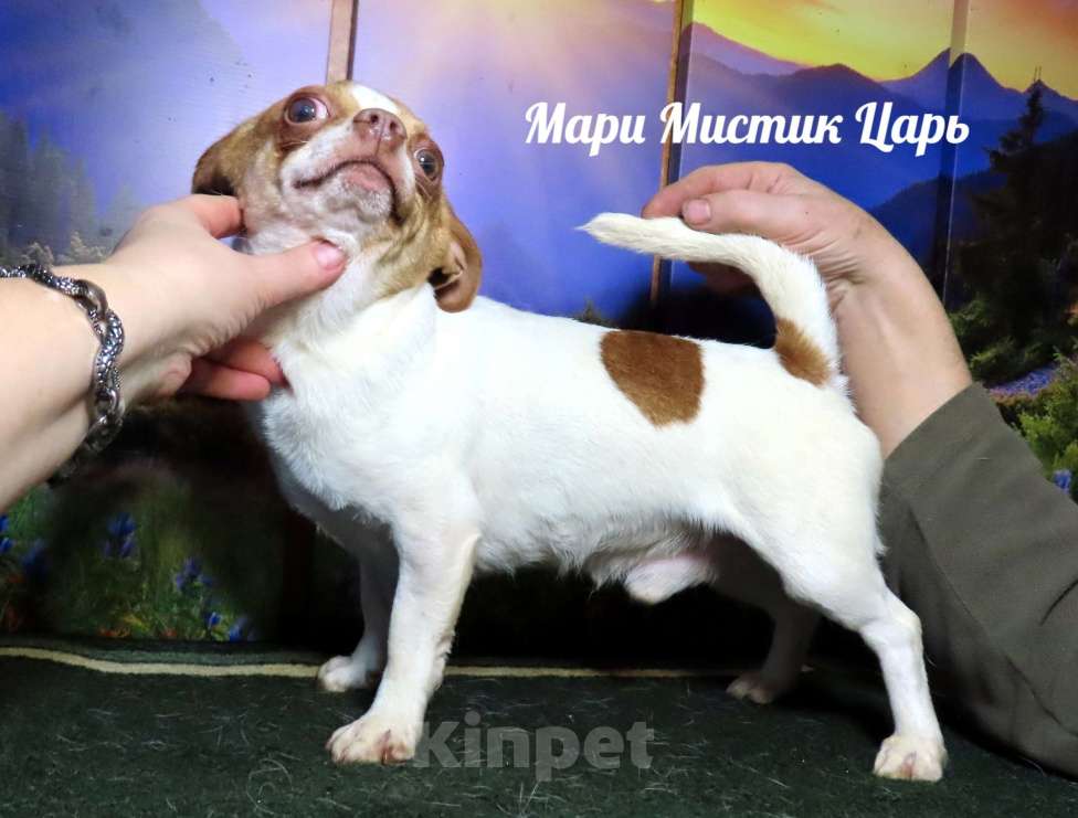 Собаки в Санкт-Петербурге: Большой выбор щенков чихуахуа из питомника РКФ Мальчик, Бесплатно - фото 9