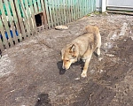Собаки в других городах Башкортостана: хороший пес в добрые руки Мальчик, Бесплатно - фото 4