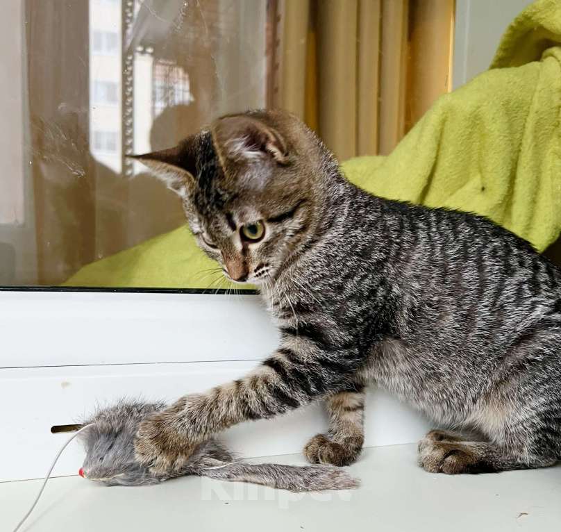 Кошки в Москве: Полосатая котенок Жужжа в добрые руки Девочка, Бесплатно - фото 8