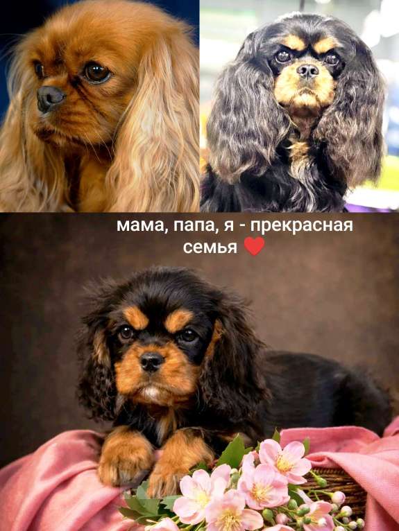 Собаки в Электростали: Черно-подпалый щенок кавалера Мальчик, 90 000 руб. - фото 3