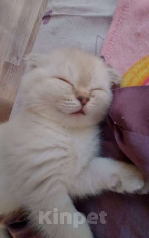 Кошки в Санкт-Петербурге: Шотландская вислоухая девочка. Девочка, 16 000 руб. - фото 3