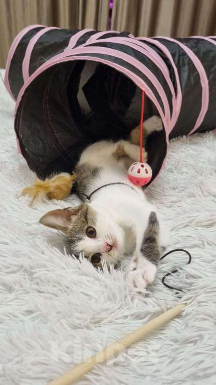 Кошки в Санкт-Петербурге: Котенок мальчик Марсик  Мальчик, Бесплатно - фото 3