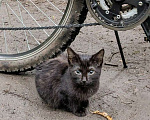 Кошки в Москве: Выбросили черного котёнка! На улице погибнет Мальчик, 1 руб. - фото 3