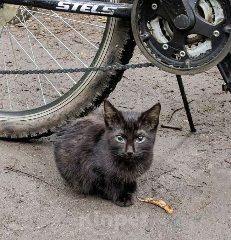 Кошки в Москве: Выбросили черного котёнка! На улице погибнет Мальчик, 1 руб. - фото 3