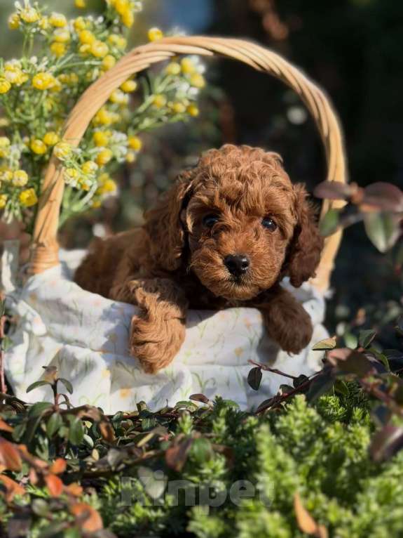 Собаки в Челябинске: Той-пудель, щенок Девочка, 150 000 руб. - фото 1