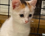 Кошки в Люберцах: Котята Ляля и Лёля срочный поиск ручек Девочка, Бесплатно - фото 4