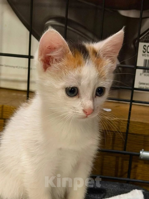 Кошки в Люберцах: Котята Ляля и Лёля срочный поиск ручек Девочка, Бесплатно - фото 4