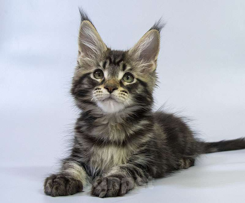 Кошки в Москве: Котенок Мейн кун. Мальчик, Бесплатно - фото 2