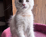 Кошки в Петергофе: Мальчик очень нежного окраса Мальчик, 45 000 руб. - фото 4