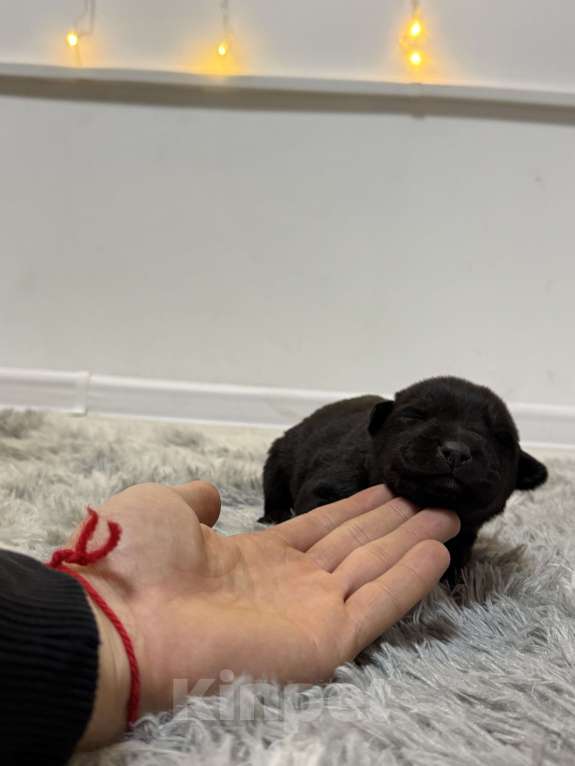 Собаки в других городах Московской области: Отдам в добрые руки щенят  Мальчик, Бесплатно - фото 5