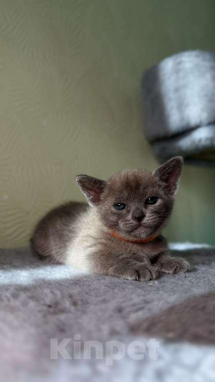 Кошки в Москве: Бурманский котенок Разнополые, 80 000 руб. - фото 9