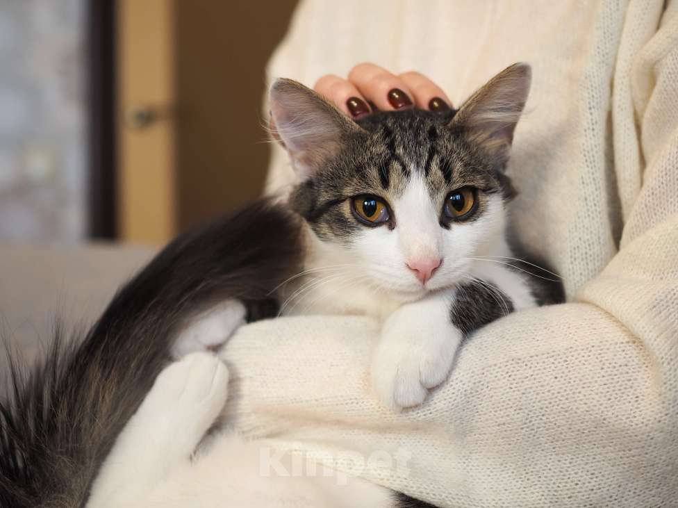 Кошки в Москве: Котенок Луис ищет дом Мальчик, Бесплатно - фото 2