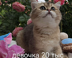 Кошки в Краснодаре: Котята Шотландская золотая шиншилла Девочка, 15 000 руб. - фото 6