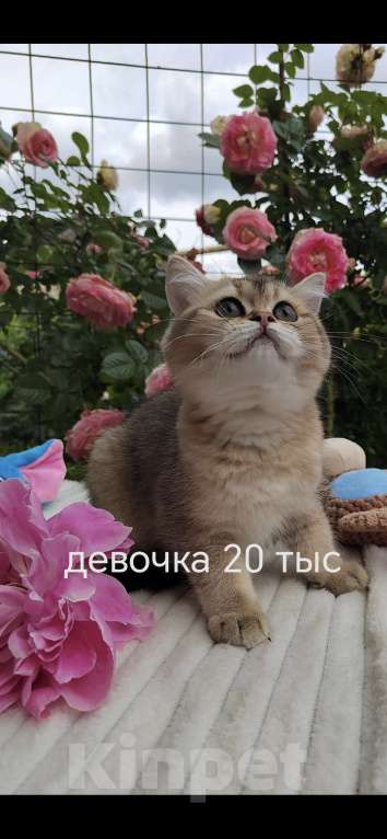Кошки в Краснодаре: Котята Шотландская золотая шиншилла Девочка, 15 000 руб. - фото 6