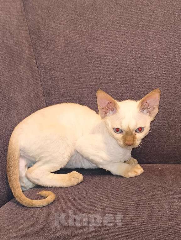 Кошки в Санкт-Петербурге: Котенок девон-рекс  Девочка, 30 000 руб. - фото 2