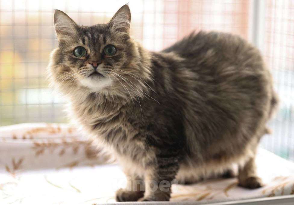 Кошки в Москве: Лиза ищет дом Девочка, Бесплатно - фото 2