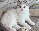 Кошки в Екатеринбурге: Невские маскарадные котята Разнополые, 35 000 руб. - фото 4