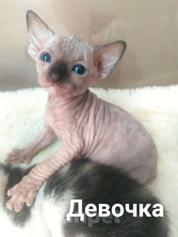Кошки в Донецке: Котята Донского сфинкса Девочка, 15 000 руб. - фото 1