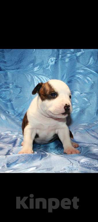 Собаки в Иркутске: Щенки АСТ Разнополые, 15 000 руб. - фото 5