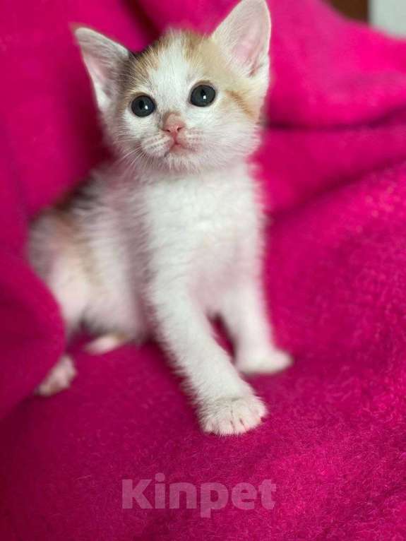 Кошки в Москве: Котенок Нарния ищет дом Девочка, Бесплатно - фото 1