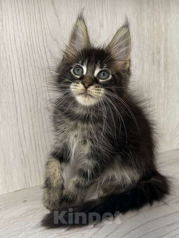 Кошки в Нижнем Новгороде: Котята породы мейн-кун Девочка, Бесплатно - фото 1