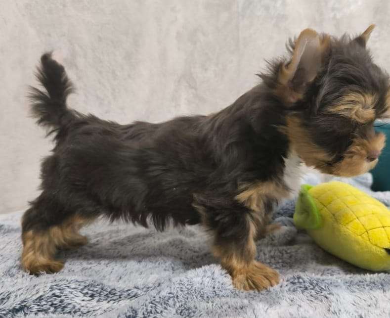 Собаки в Москве: Цветной йорк Мальчик, 63 000 руб. - фото 4