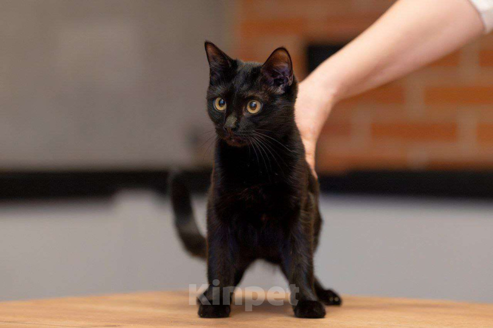 Кошки в Москве: Черная, как агат, Агата ищет семью Девочка, Бесплатно - фото 5