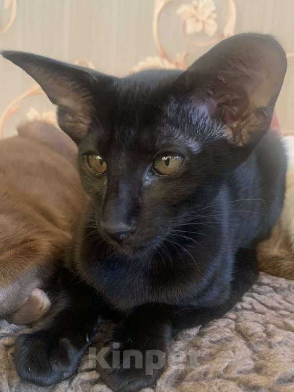 Кошки в Москве: Ориентальный котенок Девочка, Бесплатно - фото 1