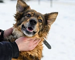 Собаки в Москве: Ява Девочка, Бесплатно - фото 2
