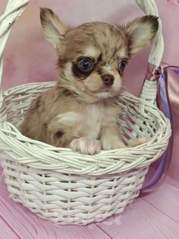 Собаки в других городах Московской области: Винтик Мальчик, 45 000 руб. - фото 4