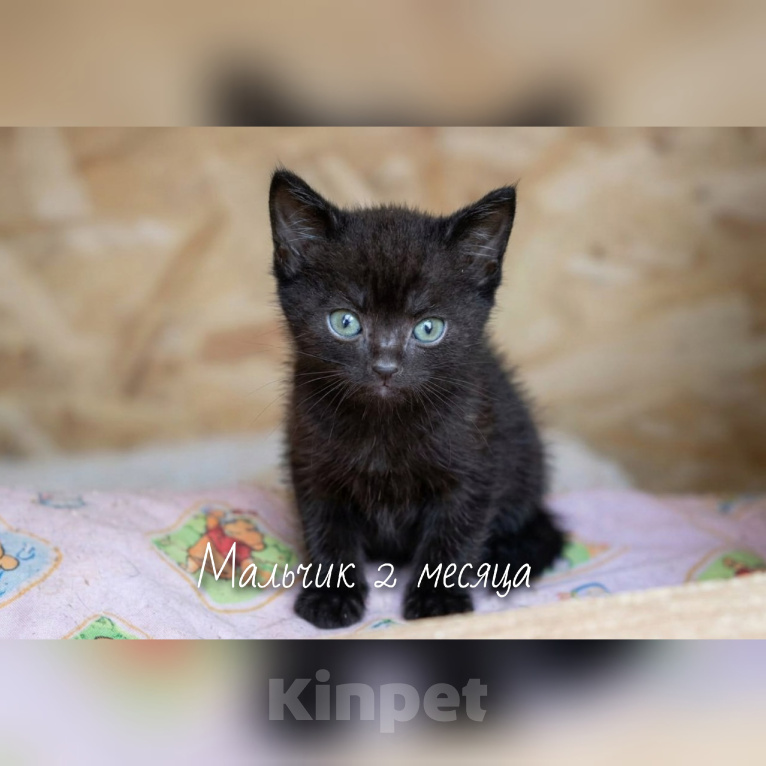Кошки в Москве: Ищут дом настоящие комочки счастья Разнополые, Бесплатно - фото 8