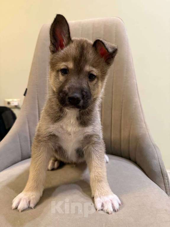 Собаки в других городах Московской области: Щенок Хаски в добрые руки Мальчик, Бесплатно - фото 1