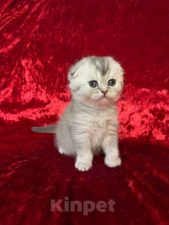 Кошки в Новосибирске: Продам шотландских котят Разнополые, Бесплатно - фото 5