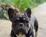 Собаки в Тимашевске: Щенок французского бульдога Девочка, 25 000 руб. - фото 4