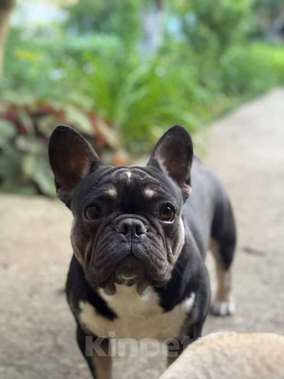Собаки в Тимашевске: Щенок французского бульдога Девочка, 25 000 руб. - фото 4