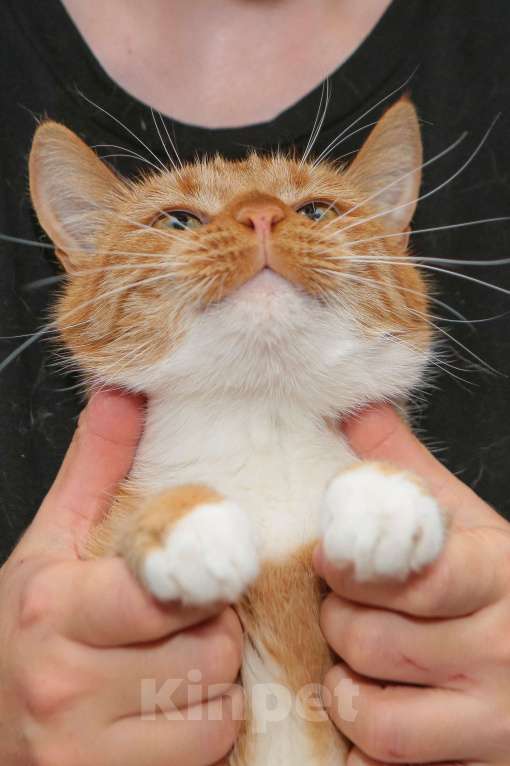 Кошки в Санкт-Петербурге: Очаровательная Хурма в добрые ручки Девочка, Бесплатно - фото 4